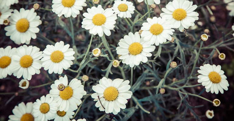 daisies