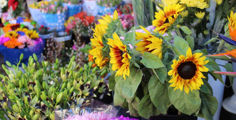 sunflowers