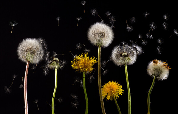 pollen spreading