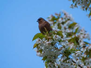 wildlife garden