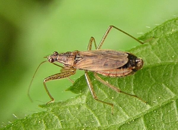 Beneficial Nematodes - Garden Seventeen