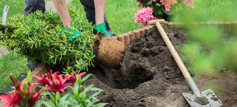 download gardening for beginners