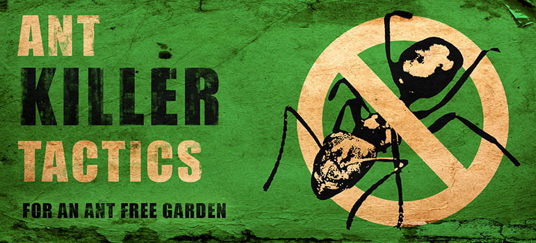 Ant Killer Tactics How To Get Rid Of Ants In The Garden Fantastic Gardeners Blog