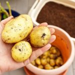 How to grow potatoes in containers