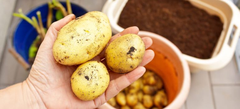 How to grow potatoes in containers