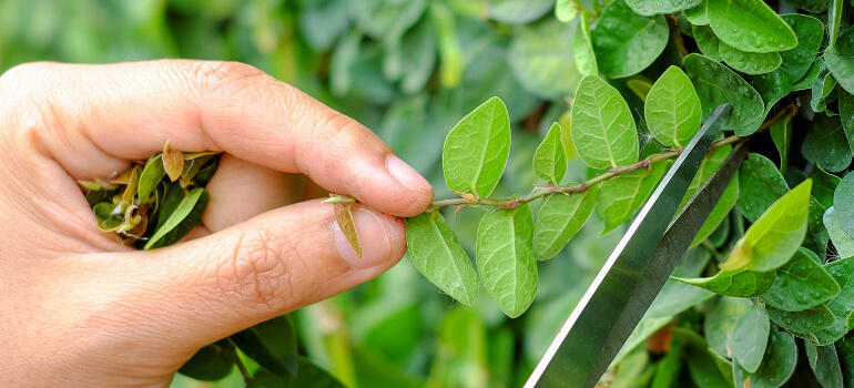 pruning shrubs