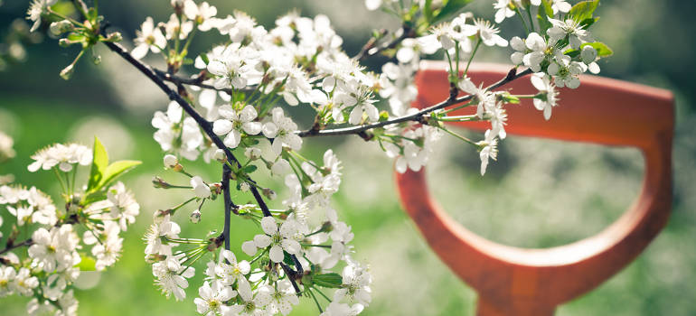 Gardening Tips for Early Spring