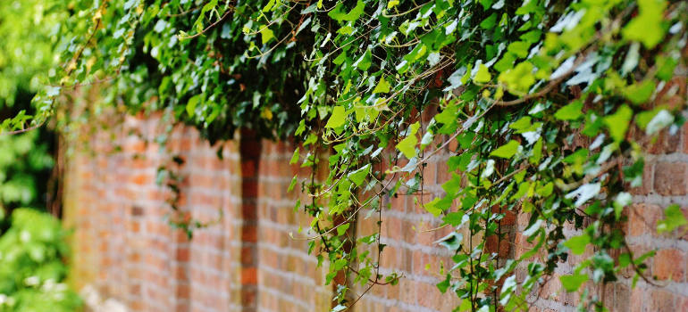 Out Of Control How To Get Rid Of Ivy For Good Fantastic Gardeners Blog