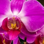 How to Take Care of Orchids