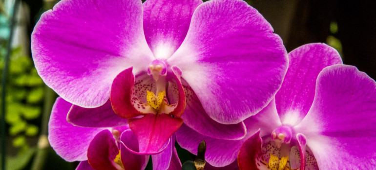 how to take care of orchids