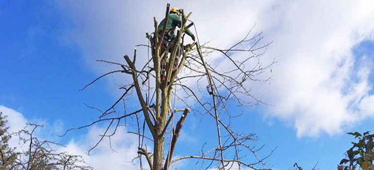 tree-surgery-1-crown-shaping-pruning