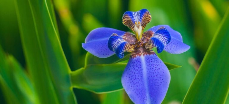 iris-tropical plant