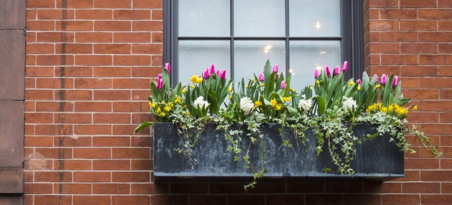 Window-box-flowers