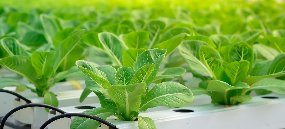 Best Tips to Start Your Hydroponic Garden