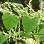 What Is Japanese Knotweed? Identification and What to Do if You Find One in Your Garden?