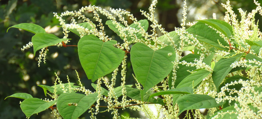 Japanese Knotweed: Identification & Measures - Fantastic Gardeners