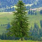 Norway spruce in a beautiful forest