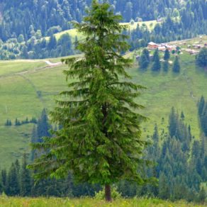 How & When to Prune Your Shrubs & Trees - The Ultimate Guide