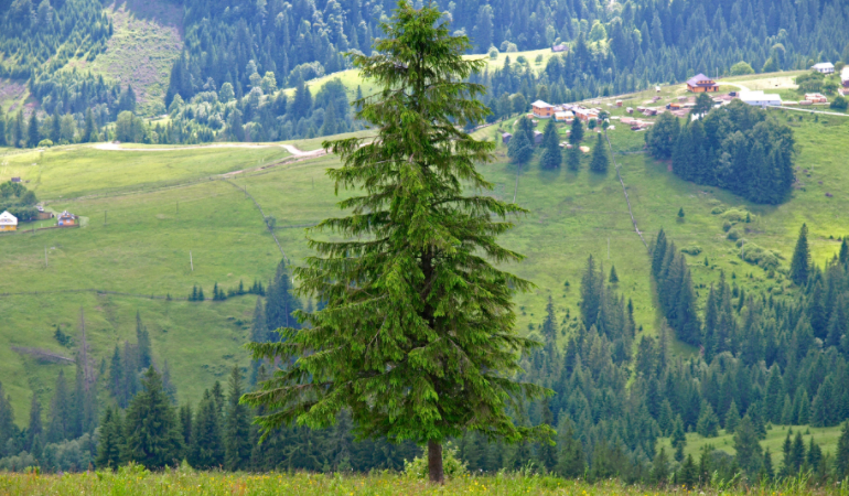 Norway spruce in a beautiful forest