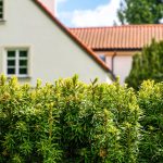 House with privacy hedges