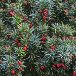 Yew (Taxus baccata)