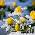 Garden flowers in February