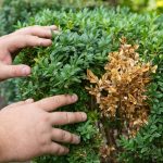 Box blight fungus on hedge