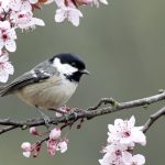 Coal tit bird on a blossomed branch