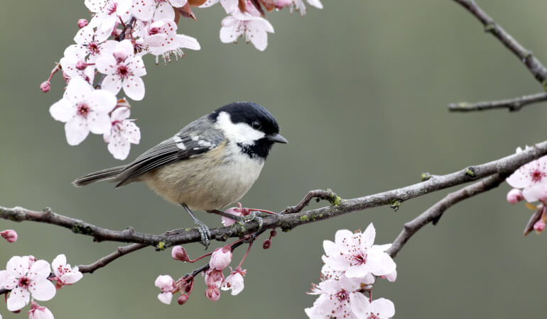 Coal tit bird on a blossomed branch