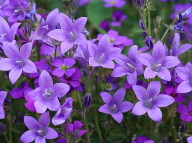 Bellflower (Campanula)