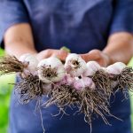 How to grow garlic