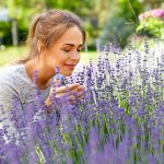 Woman smelling home-grown lavender plant