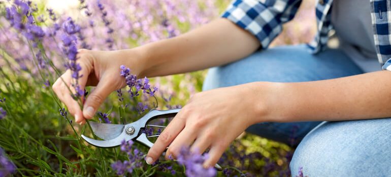 Gardener cutting lavender