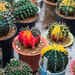 growing healthy cactuses at home