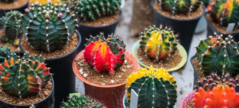 growing healthy cactuses at home