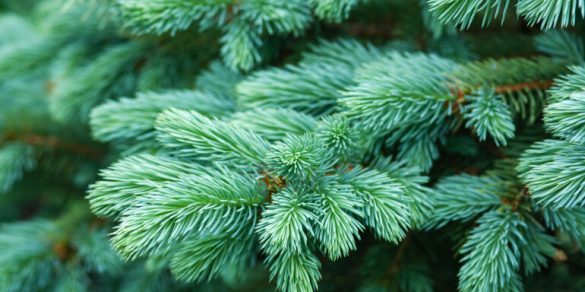 Christmas tree needles