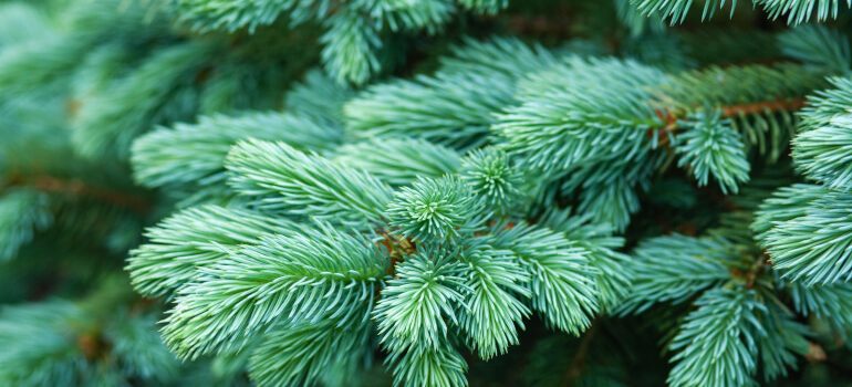 Christmas tree needles