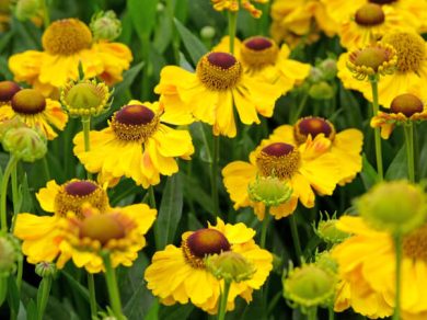 Sneezeweed