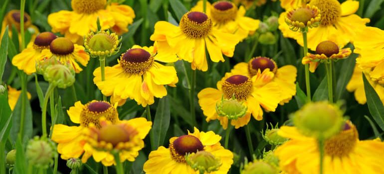 Sneezeweed