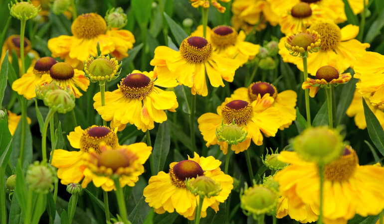 Sneezeweed