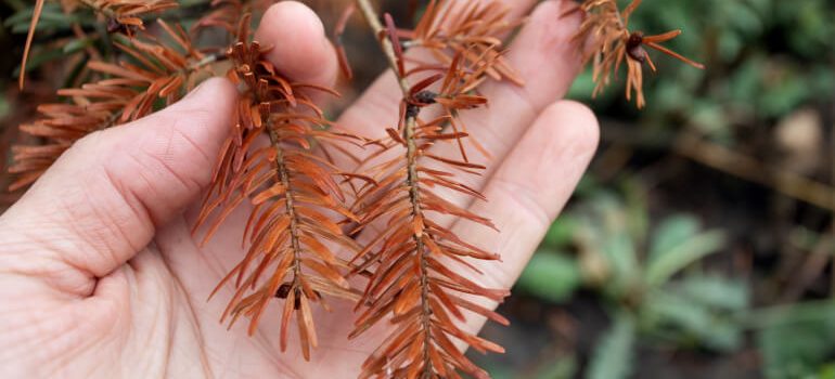 Brown conifer branches on gardener's hand