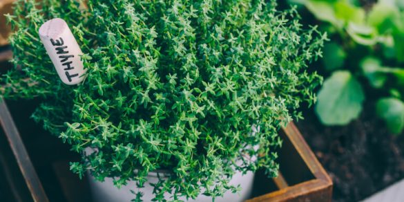 Thyme growing in pot