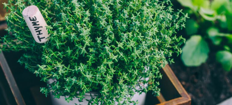 Thyme growing in pot