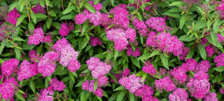 Japanese spiraea