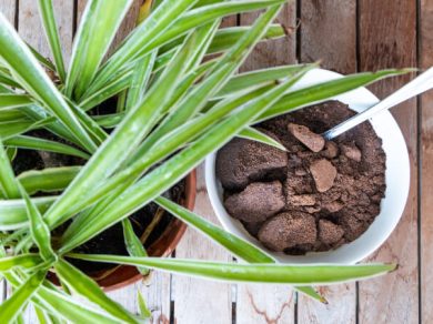 Coffee grounds next to plant