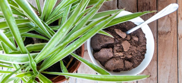 Coffee grounds next to plant