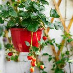 Growing strawberry plant in a pot