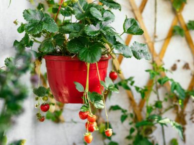 Growing strawberry plant in a pot