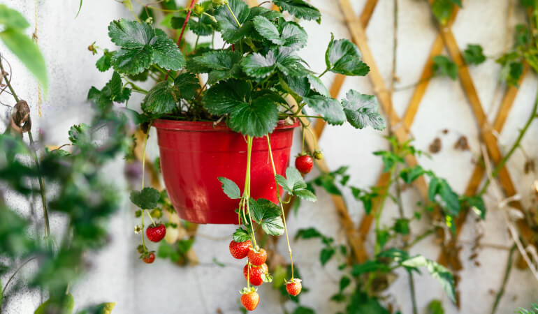 Growing strawberry plant in a pot