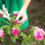 Woman pruning pink roses in the garden
